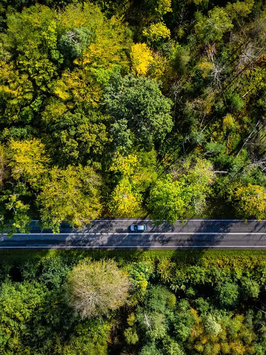 Forest from above with green trees and a road